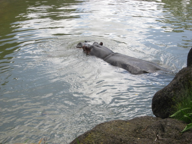 Album: Auckland; Foto: IMG_0337.JPG