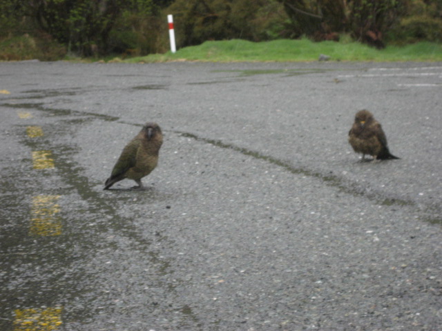 Album: Milford sound; Foto: IMG_1020.JPG