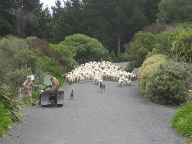 Album: Kaikoura; Foto: IMG_1383.JPG